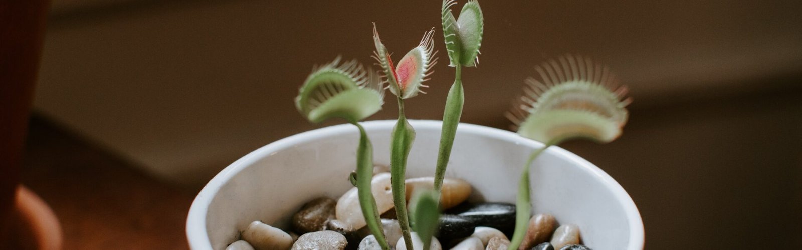 ¿Te atreves con las plantas carnívoras? ¡Te contamos cómo cuidarlas!