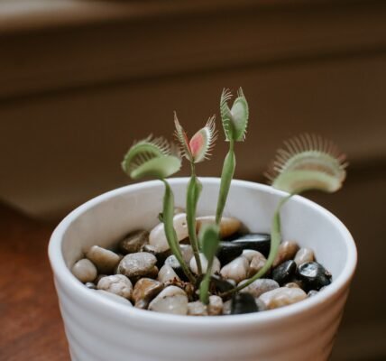 ¿Te atreves con las plantas carnívoras? ¡Te contamos cómo cuidarlas!